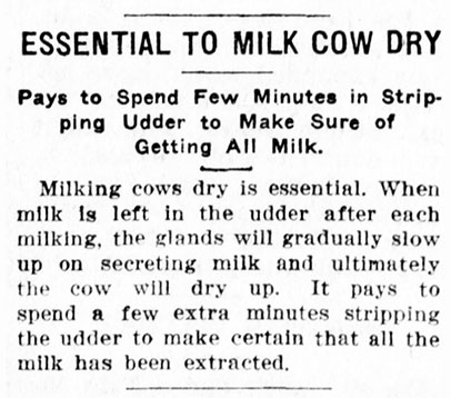 milk cow dry
